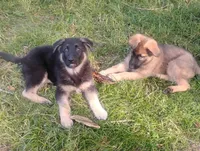 Cupid -Stock Coated Male, a male German Shepherd Dog for sale in Chattanooga, TN – 5 of 9