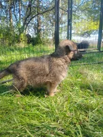 Heartthrob- Stock Coated Male, a male German Shepherd Dog for sale in Chattanooga, TN – Photo 3 of 4