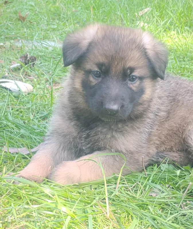 Heartthrob- Stock Coated Male – German Shepherd Dog puppy for sale in Chattanooga, TN