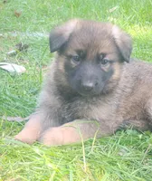 Heartthrob- Stock Coated Male, a male German Shepherd Dog for sale in Chattanooga, TN – Photo 1 of 4