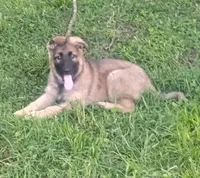 Heartthrob- Stock Coated Male, a male German Shepherd Dog for sale in Chattanooga, TN – 5 of 10