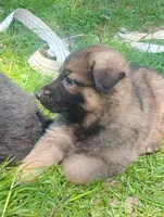Heartthrob- Stock Coated Male, a male German Shepherd Dog for sale in Chattanooga, TN – Photo 2 of 4