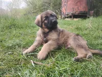 Heartthrob- Stock Coated Male, a male German Shepherd Dog for sale in Chattanooga, TN – 9 of 10