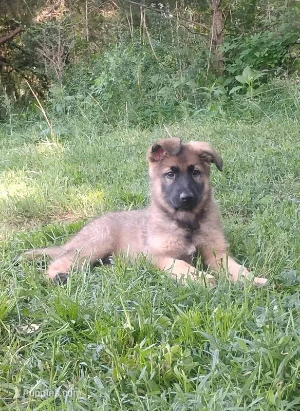 Heartthrob- Stock Coated Male – German Shepherd Dog puppy for sale in Chattanooga, TN