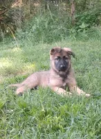 Heartthrob- Stock Coated Male, a male German Shepherd Dog for sale in Chattanooga, TN – 1 of 10