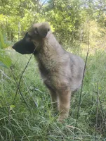 Heartthrob- Stock Coated Male, a male German Shepherd Dog for sale in Chattanooga, TN – 3 of 10