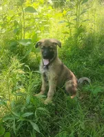 Heartthrob- Stock Coated Male, a male German Shepherd Dog for sale in Chattanooga, TN – 2 of 10