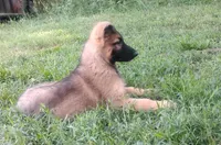 Heartthrob- Stock Coated Male, a male German Shepherd Dog for sale in Chattanooga, TN – 4 of 10