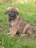 Heartthrob- Stock Coated Male, a male German Shepherd Dog for sale in Chattanooga, TN – 10 of 10
