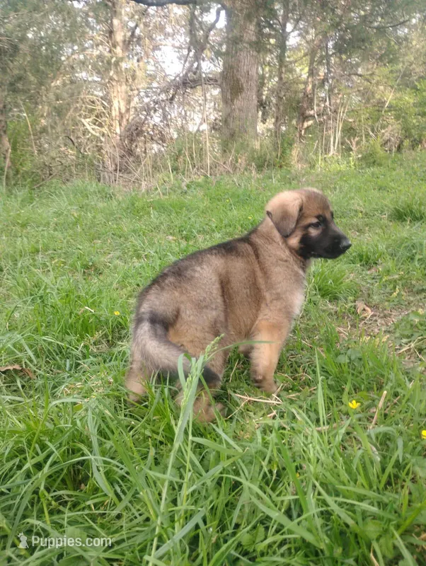 Heartthrob- Stock Coated Male – German Shepherd Dog puppy for sale in Chattanooga, TN