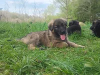 Heartthrob- Stock Coated Male, a male German Shepherd Dog for sale in Chattanooga, TN – 8 of 10