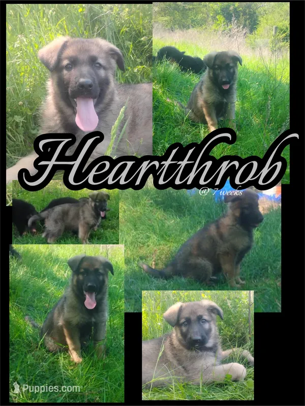 Heartthrob- Stock Coated Male – German Shepherd Dog puppy for sale in Chattanooga, TN