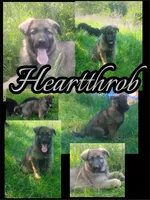 Heartthrob- Stock Coated Male, a male German Shepherd Dog for sale in Chattanooga, TN – 6 of 10