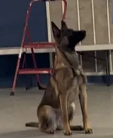 Mabel, a female Belgian Malinois for sale in Chattanooga, TN – Photo 2 of 2