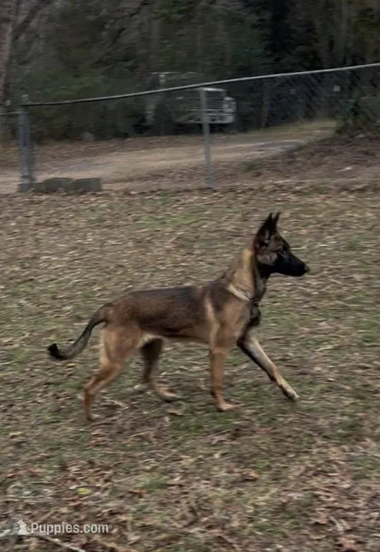 Mabel – Belgian Malinois puppy for sale in Chattanooga, TN