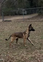 Mabel, a female Belgian Malinois for sale in Chattanooga, TN – Photo 1 of 2