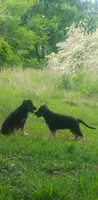 Candy -Stock Coated Female, a female German Shepherd Dog for sale in Chattanooga, TN – 5 of 10