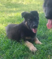 Candy -Stock Coated Female, a female German Shepherd Dog for sale in Chattanooga, TN – 8 of 10