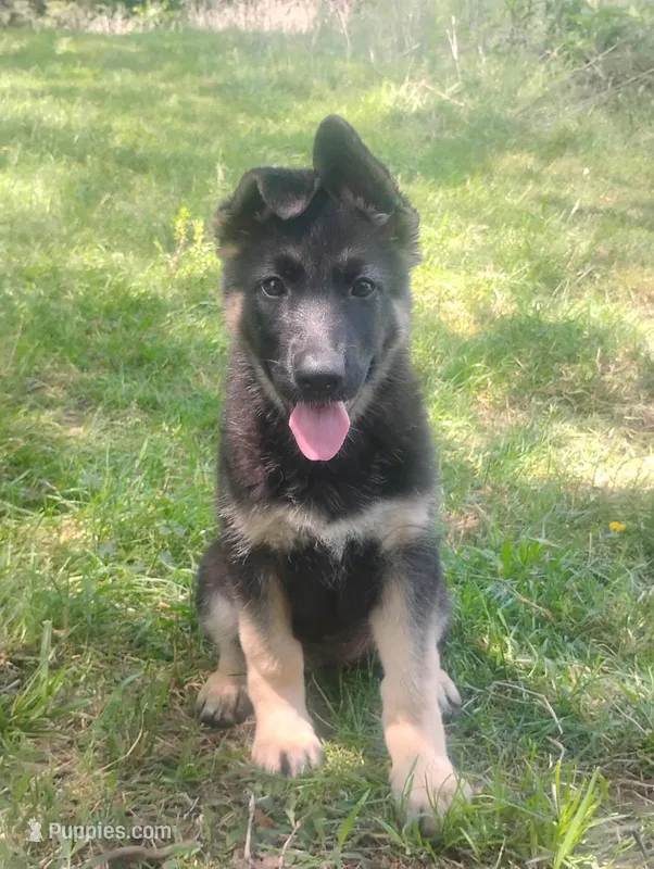 Candy -Stock Coated Female – German Shepherd Dog puppy for sale in Chattanooga, TN
