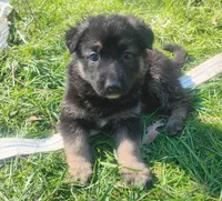 Candy -Stock Coated Female, a female German Shepherd Dog for sale in Chattanooga, TN – Photo 3 of 3