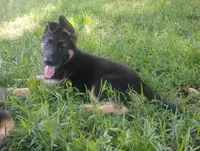 Candy -Stock Coated Female, a female German Shepherd Dog for sale in Chattanooga, TN – 6 of 10