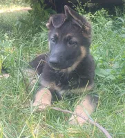 Candy -Stock Coated Female, a female German Shepherd Dog for sale in Chattanooga, TN – 4 of 10