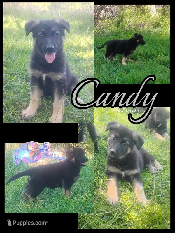 Candy -Stock Coated Female – German Shepherd Dog puppy for sale in Chattanooga, TN