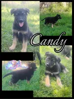 Candy -Stock Coated Female, a female German Shepherd Dog for sale in Chattanooga, TN – 10 of 10
