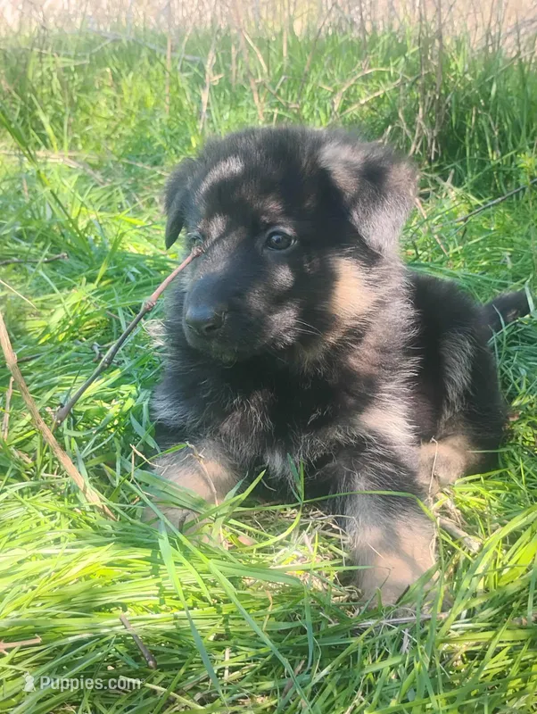 Candy -Stock Coated Female – German Shepherd Dog puppy for sale in Chattanooga, TN