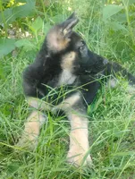 Candy -Stock Coated Female, a female German Shepherd Dog for sale in Chattanooga, TN – 2 of 10