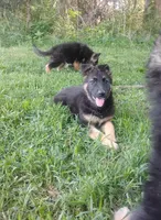 Candy -Stock Coated Female, a female German Shepherd Dog for sale in Chattanooga, TN – 9 of 10