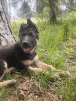 Candy -Stock Coated Female, a female German Shepherd Dog for sale in Chattanooga, TN – 3 of 10