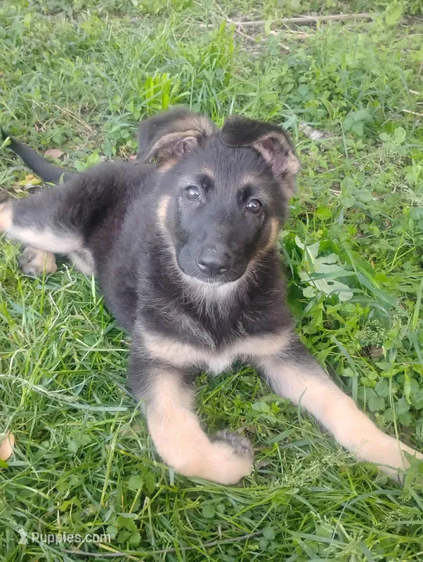 Candy -Stock Coated Female – German Shepherd Dog puppy for sale in Chattanooga, TN