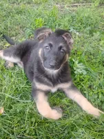 Candy -Stock Coated Female, a female German Shepherd Dog for sale in Chattanooga, TN – 7 of 10