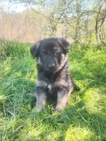 Candy -Stock Coated Female, a female German Shepherd Dog for sale in Chattanooga, TN – Photo 2 of 3