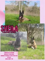 Sheila, a female Belgian Malinois for sale in Chattanooga, TN – 2 of 2