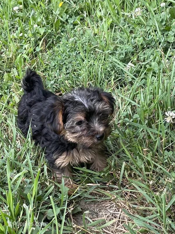 Piper  – Morkie puppy for sale in Sioux Center, IA