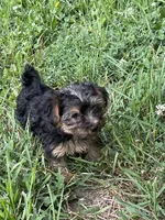 Piper , a female Morkie for sale in Sioux Center, IA – 1 of 1