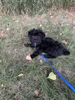 Boots, a male Morkie for sale in Sioux Center, IA – 3 of 3