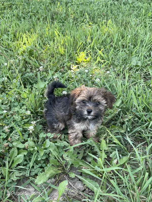 Charlie  – Maltipoo puppy for sale in Sioux Center, IA