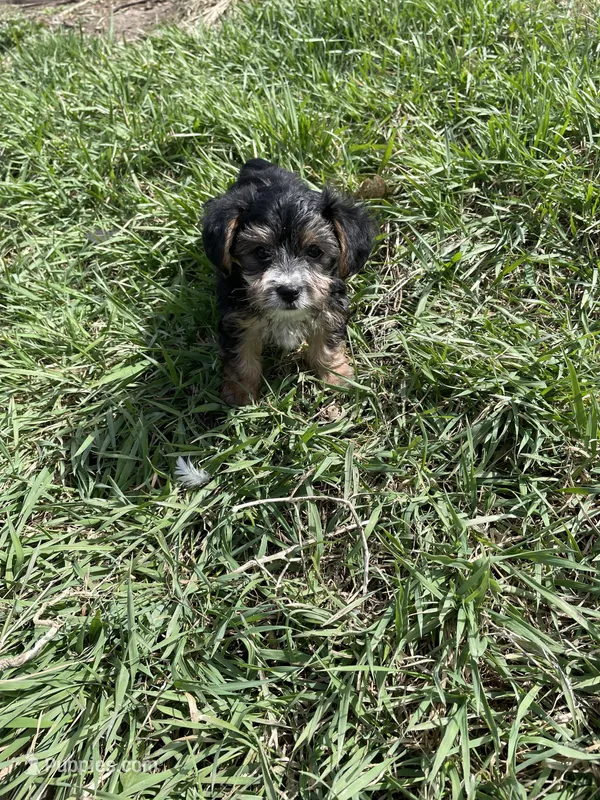 Benny – Morkie puppy for sale in Sioux Center, IA
