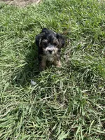 Photo of Benny