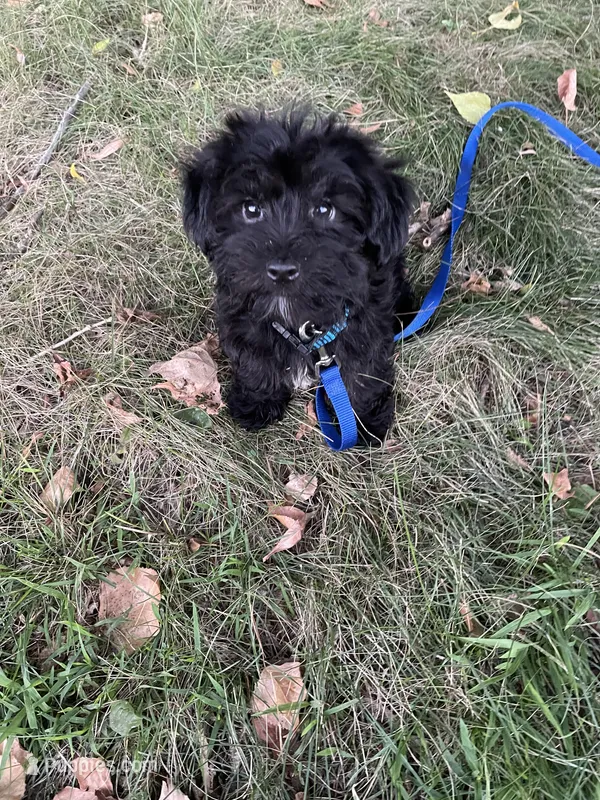 Boots – Morkie puppy for sale in Sioux Center, IA