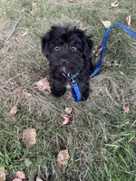 Boots, a male Morkie for sale in Sioux Center, IA – 1 of 3