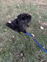 Boots, a male Morkie for sale in Sioux Center, IA – 2 of 3