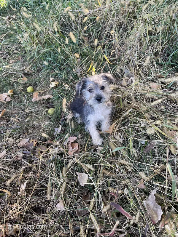 Tommy – Morkie puppy for sale in Sioux Center, IA
