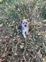 Tommy, a male Morkie for sale in Sioux Center, IA – 1 of 2
