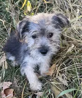 Tommy, a male Morkie for sale in Sioux Center, IA – 2 of 2