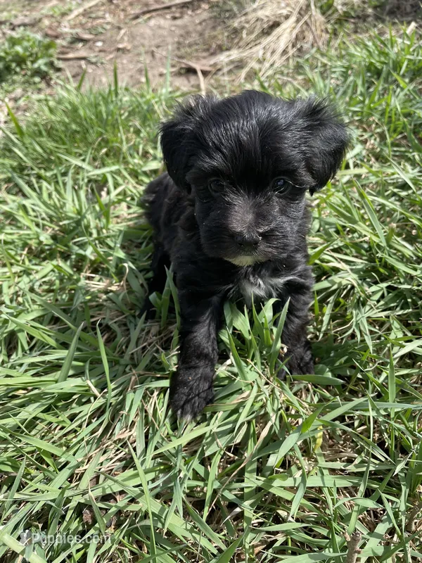 Raven , a female Yorkipoo for sale in Sioux Center, IA – Photo 1 of 1