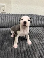 processed/0281bfe6-1a55-4228-ae71-6bfe1c20f3b5/listing/24cdb7df-51f0-4a59-a8cd-5067070cbc97/e79083c4-e6c9-40ea-aaf8-06d1a2152b42